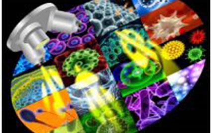 脫硫脫銷絮凝劑 COD降解劑